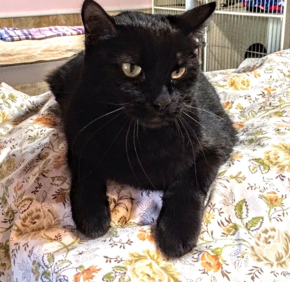 Adopt a Friend: Dolly